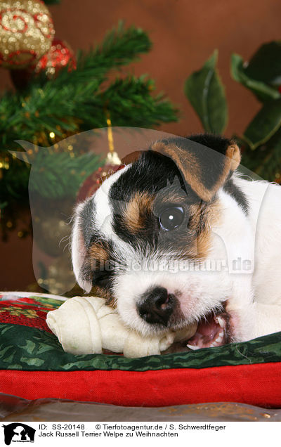 Parson Russell Terrier weihnachtlich / Parson Russell Terrier at christmas / SS-20148