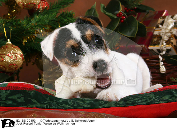 Parson Russell Terrier weihnachtlich / Parson Russell Terrier at christmas / SS-20150