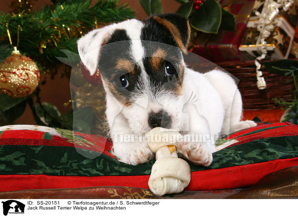 Parson Russell Terrier weihnachtlich / Parson Russell Terrier at christmas / SS-20151