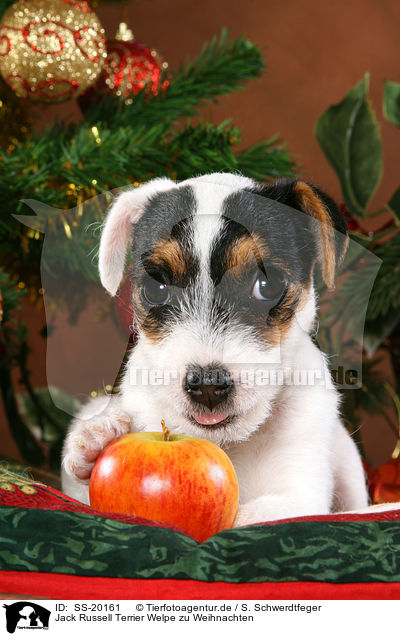Parson Russell Terrier weihnachtlich / Parson Russell Terrier at christmas / SS-20161