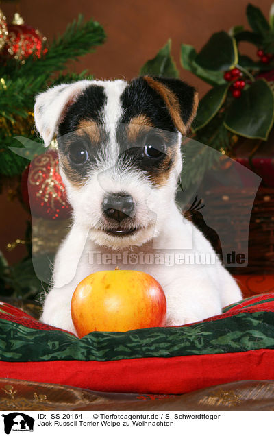 Parson Russell Terrier weihnachtlich / Parson Russell Terrier at christmas / SS-20164