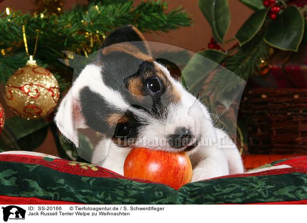Parson Russell Terrier weihnachtlich / Parson Russell Terrier at christmas / SS-20166