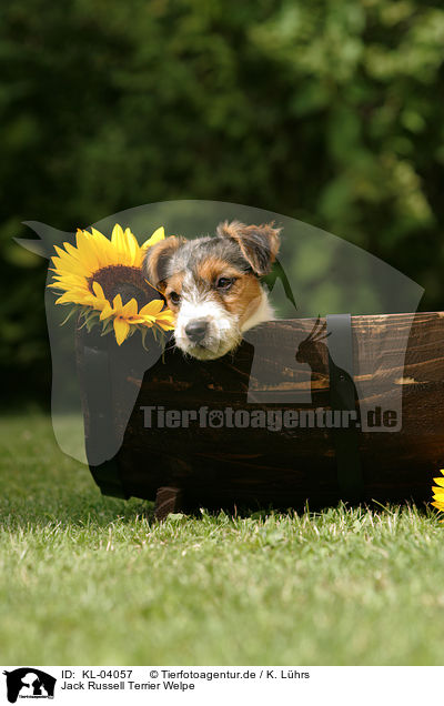 Jack Russell Terrier Welpe / Jack Russell Terrier Puppy / KL-04057