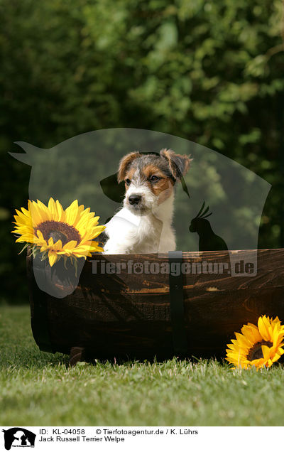 Jack Russell Terrier Welpe / Jack Russell Terrier Puppy / KL-04058
