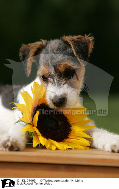 Jack Russell Terrier Welpe / Jack Russell Terrier Puppy / KL-04065