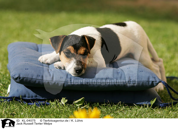 Jack Russell Terrier Welpe / Jack Russell Terrier Puppy / KL-04075