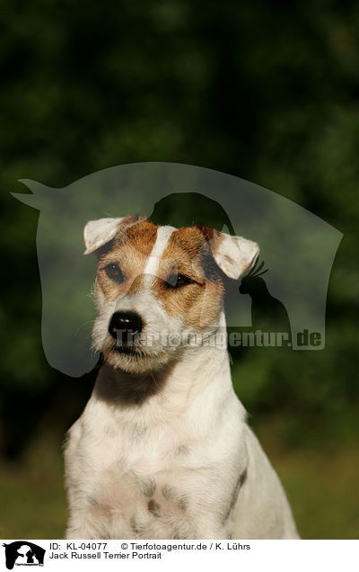 Jack Russell Terrier Portrait / Jack Russell Terrier Portrait / KL-04077