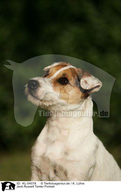 Jack Russell Terrier Portrait / Jack Russell Terrier Portrait / KL-04078