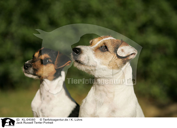 Jack Russell Terrier Portrait / Jack Russell Terrier Portrait / KL-04080