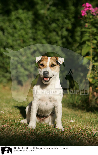 Jack Russell Terrier / Jack Russell Terrier / KL-04085
