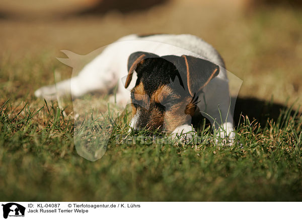 Jack Russell Terrier Welpe / Jack Russell Terrier Puppy / KL-04087