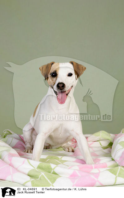 Jack Russell Terrier / Jack Russell Terrier / KL-04691