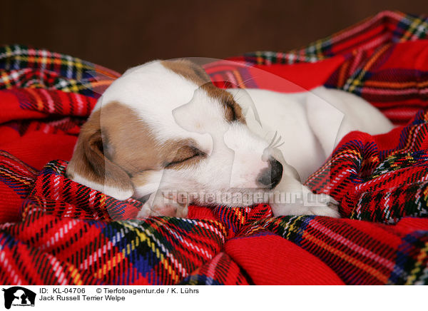 Jack Russell Terrier Welpe / Jack Russell Terrier Puppy / KL-04706