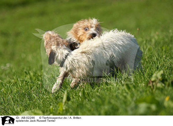 spielende Jack Russell Terrier / playing Jack Russell Terrier / AB-02286