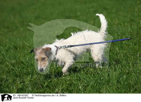 Jack Russell Terrier / Jack Russell Terrier / AB-02287