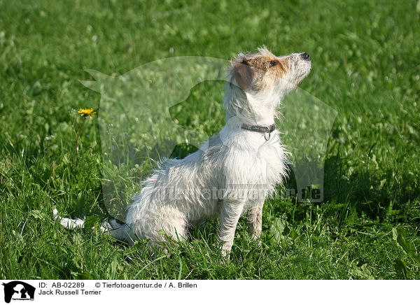 Jack Russell Terrier / Jack Russell Terrier / AB-02289