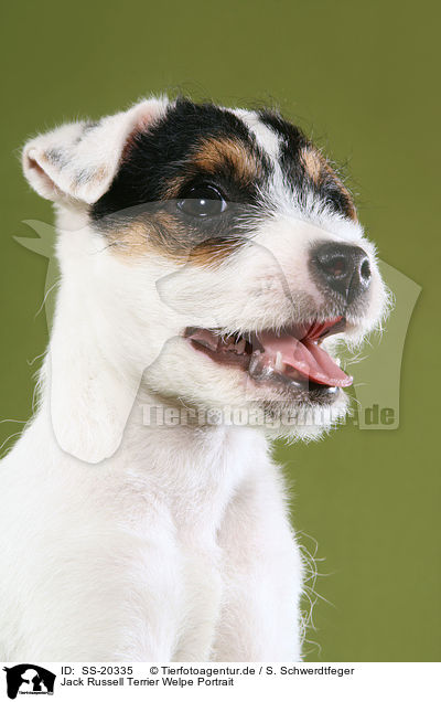 Parson Russell Terrier Welpe / Parson Russell Terrier Puppy / SS-20335