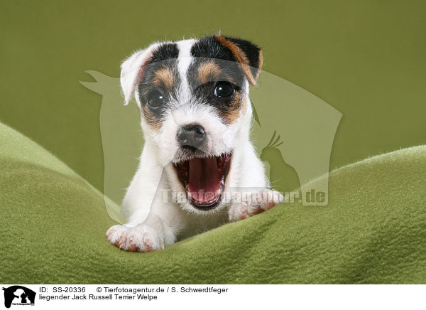Parson Russell Terrier Welpe / Parson Russell Terrier Puppy / SS-20336