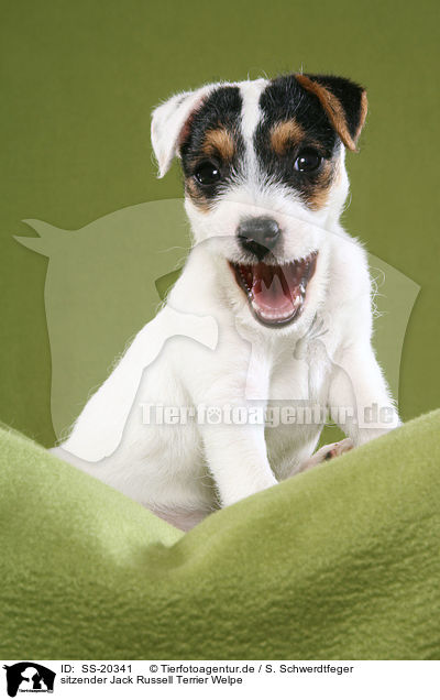 Parson Russell Terrier Welpe / Parson Russell Terrier Puppy / SS-20341