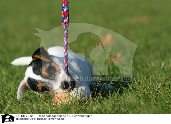 Parson Russell Terrier Welpe / Parson Russell Terrier Puppy / SS-20420