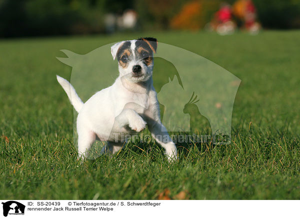 Parson Russell Terrier Welpe / Parson Russell Terrier Puppy / SS-20439