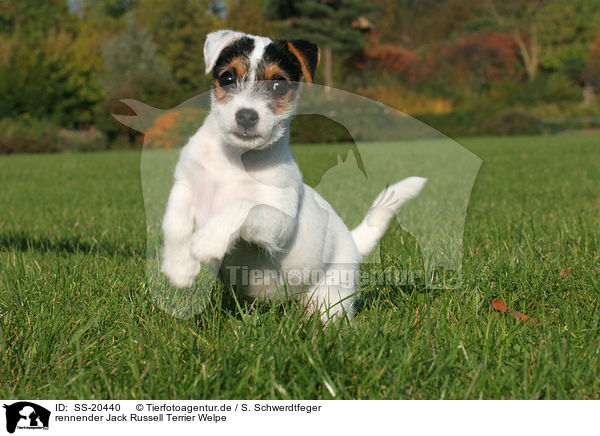 Parson Russell Terrier Welpe / Parson Russell Terrier Puppy / SS-20440