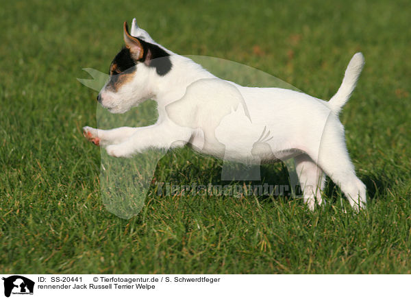 Parson Russell Terrier Welpe / Parson Russell Terrier Puppy / SS-20441