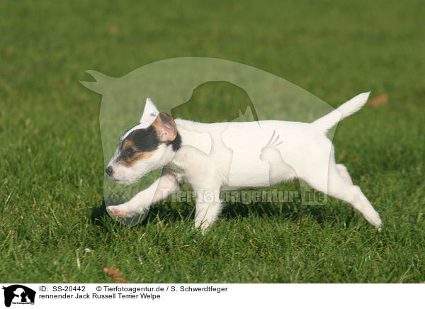 Parson Russell Terrier Welpe / Parson Russell Terrier Puppy / SS-20442