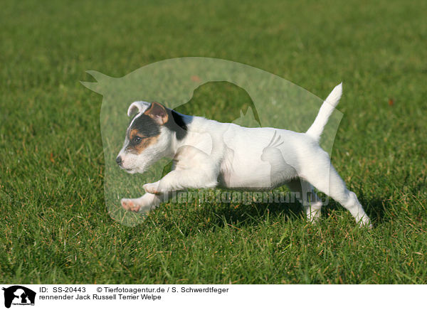 Parson Russell Terrier Welpe / Parson Russell Terrier Puppy / SS-20443