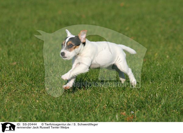 Parson Russell Terrier Welpe / Parson Russell Terrier Puppy / SS-20444
