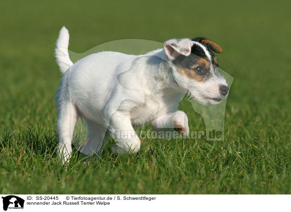 Parson Russell Terrier Welpe / Parson Russell Terrier Puppy / SS-20445