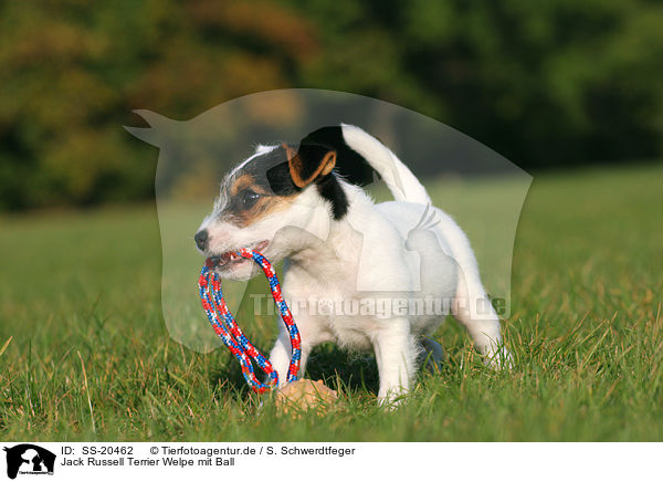 Parson Russell Terrier Welpe / Parson Russell Terrier Puppy / SS-20462