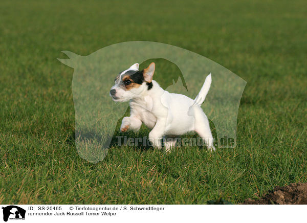 Parson Russell Terrier Welpe / Parson Russell Terrier Puppy / SS-20465