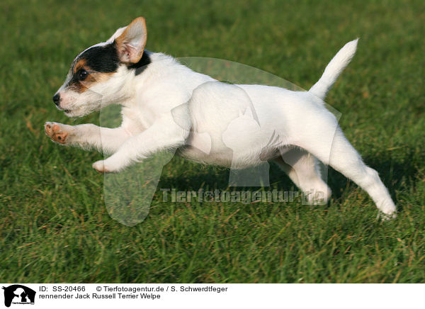 Parson Russell Terrier Welpe / Parson Russell Terrier Puppy / SS-20466