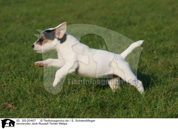Parson Russell Terrier Welpe / Parson Russell Terrier Puppy / SS-20467
