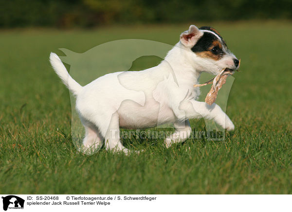 Parson Russell Terrier Welpe / Parson Russell Terrier Puppy / SS-20468