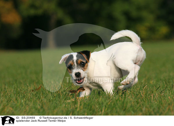 Parson Russell Terrier Welpe / Parson Russell Terrier Puppy / SS-20469