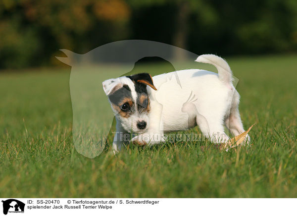Parson Russell Terrier Welpe / Parson Russell Terrier Puppy / SS-20470