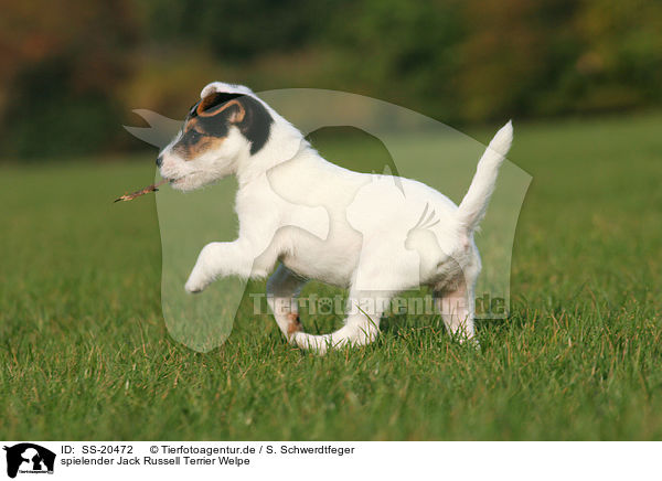 Parson Russell Terrier Welpe / Parson Russell Terrier Puppy / SS-20472