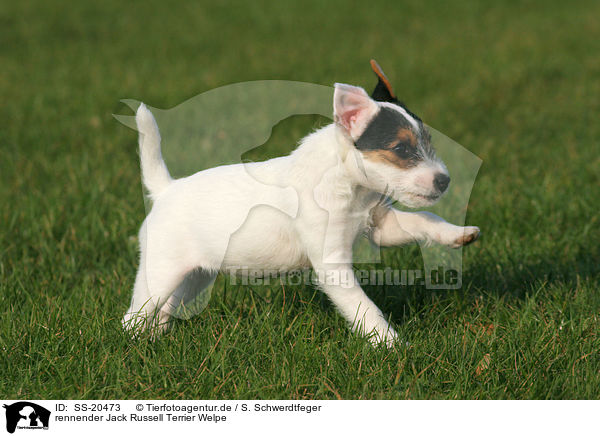 Parson Russell Terrier Welpe / Parson Russell Terrier Puppy / SS-20473
