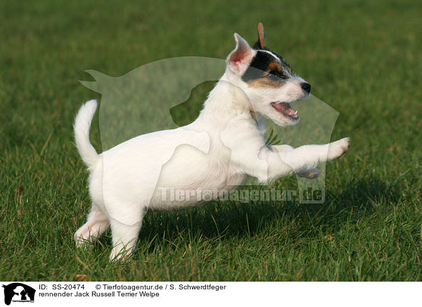 Parson Russell Terrier Welpe / Parson Russell Terrier Puppy / SS-20474