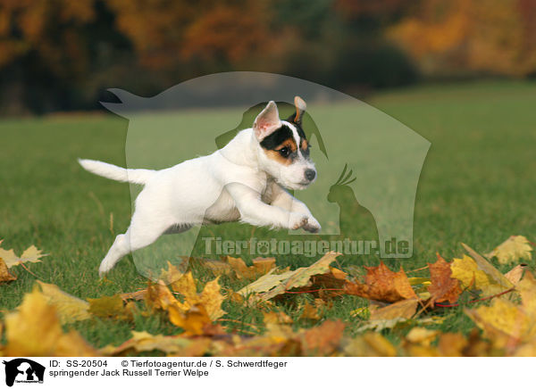 springender Parson Russell Terrier Welpe / jumping Parson Russell Terrier Puppy / SS-20504