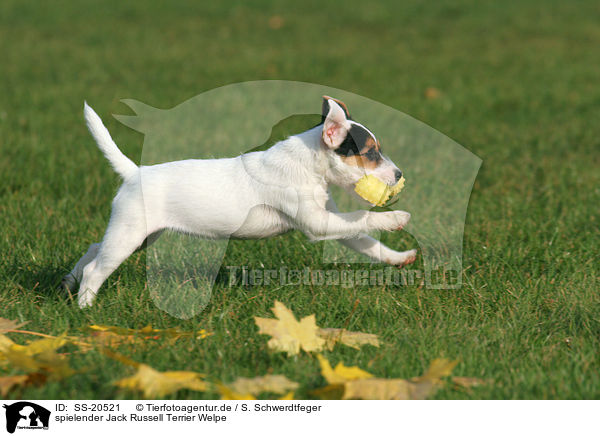spielender Parson Russell Terrier Welpe / playing Parson Russell Terrier Puppy / SS-20521