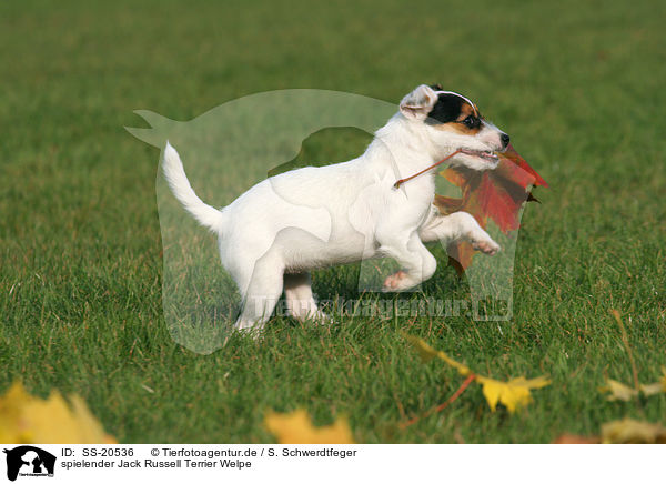 spielender Parson Russell Terrier Welpe / playing Parson Russell Terrier Puppy / SS-20536