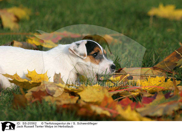 Parson Russell Terrier Welpe / Parson Russell Terrier Puppy / SS-20562
