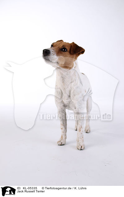Jack Russell Terrier / Jack Russell Terrier / KL-05335