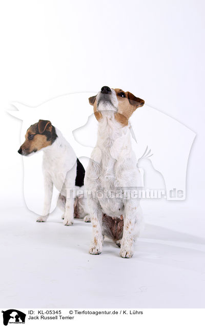 Jack Russell Terrier / Jack Russell Terrier / KL-05345