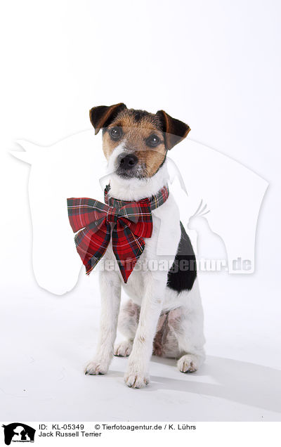Jack Russell Terrier / Jack Russell Terrier / KL-05349