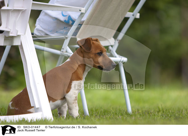 Jack Russell Terrier / Jack Russell Terrier / SKO-01447