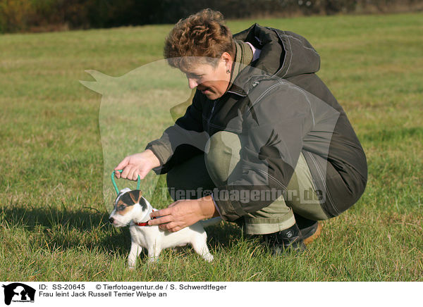 Frau mit Parson Russell Terrier Welpe / woman with Parson Russell Terrier Puppy / SS-20645